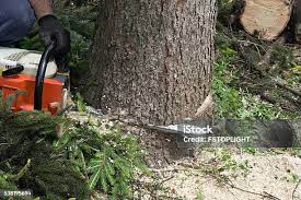 How Our Tree Care Process Works  in  Keyport, NJ