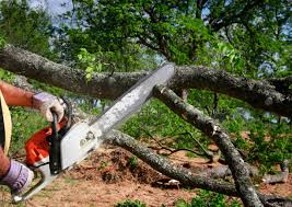 Best Emergency Tree Removal  in Keyport, NJ
