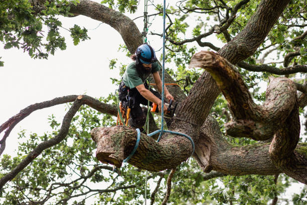 Best Firewood Processing and Delivery  in Keyport, NJ