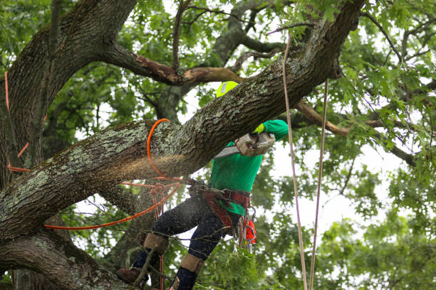 Keyport, NJ Tree Care Company