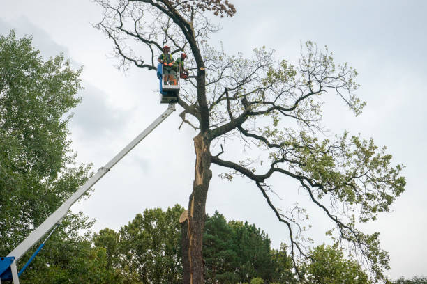 Best Tree Trimming and Pruning  in Keyport, NJ