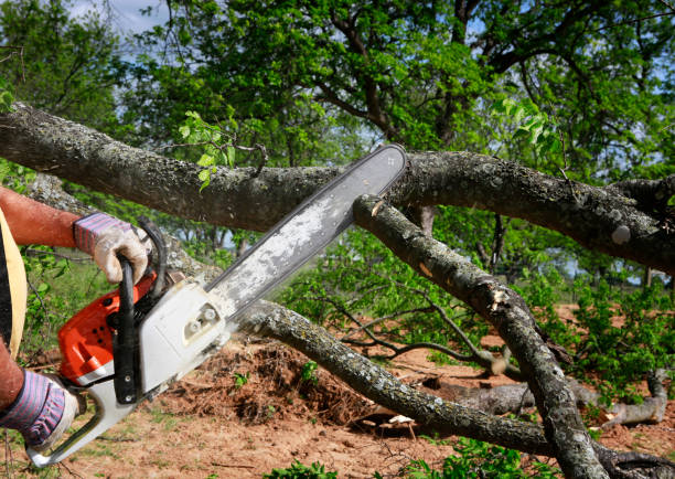 Lawn Renovation and Restoration in Keyport, NJ
